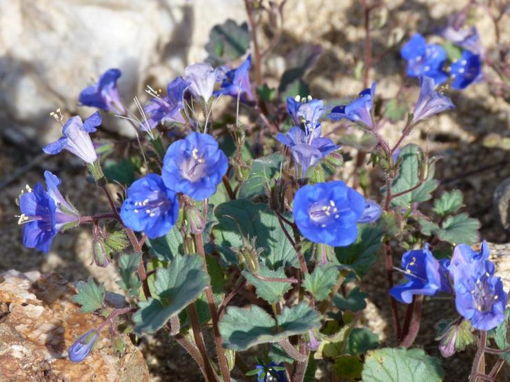 Фацелия колокольчатая (Phacelia campanularia)