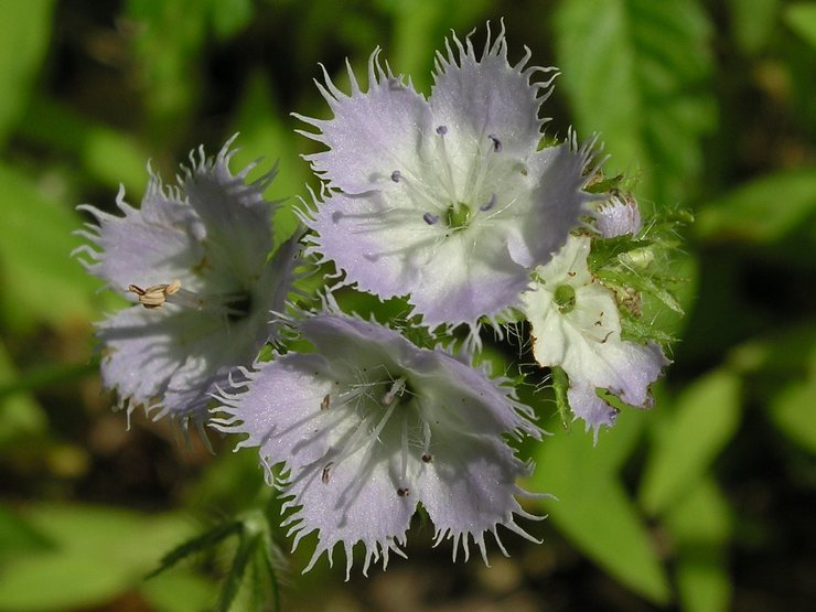 Фацелия Пурша (Phacelia purshii)