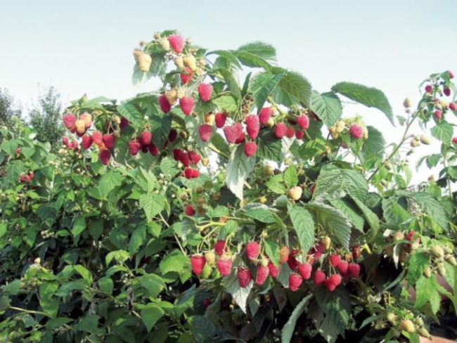 Куст малины с красными ягодами