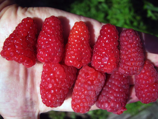 Спелые ягоды малины на руке