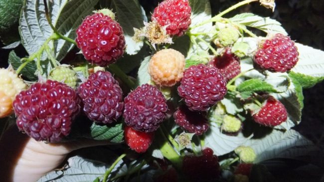 Перезревшие ягоды малины сорта Heritage с тонким и приятным ароматом