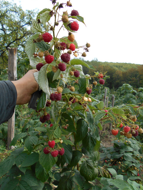 Ветка малины Херитейдж со множеством спелых ягод
