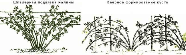 Схема методов подвязки малины Херитейдж: шпалерный и веерный способы