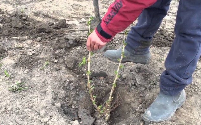 Размещение саженца малины в посадочной ямке