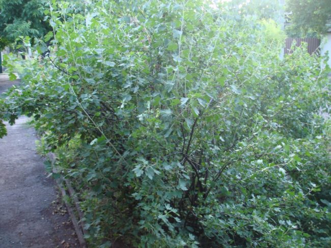 Высокий куст гибридного растения Йошта сорта Моро, одно из последних достижений селекционеров