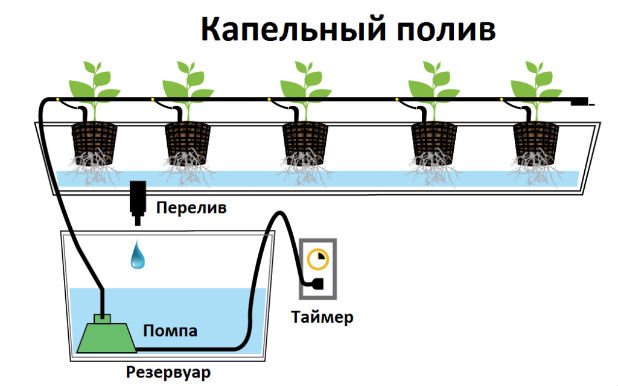 Схема капельного полива для домашней клубники