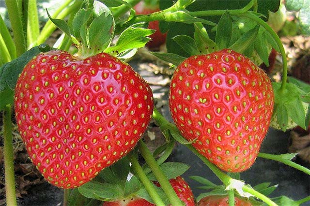 Две крупные ягоды клубники сорта Кимберли