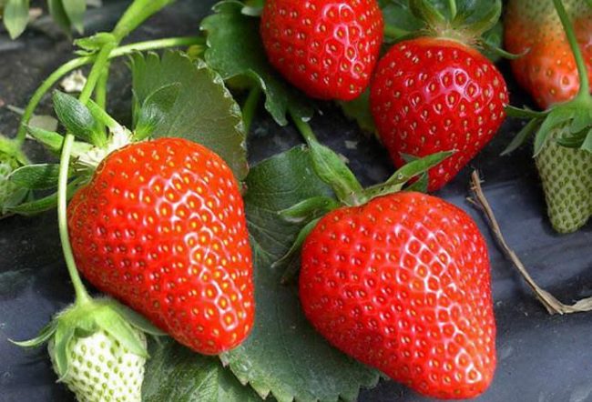 Спелые ягоды клубники сорта Клери для выращивания в Белоруссии