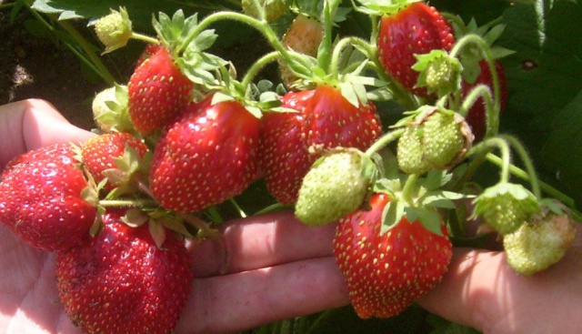 Крупные ягоды селекционной клубники Зефир