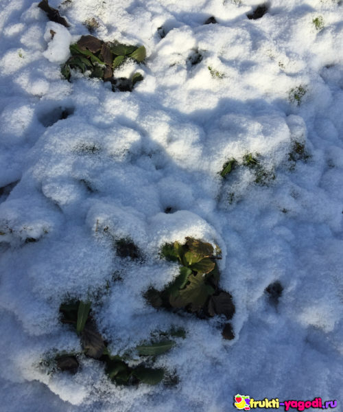 Клубника в снегу зимой без обрезки