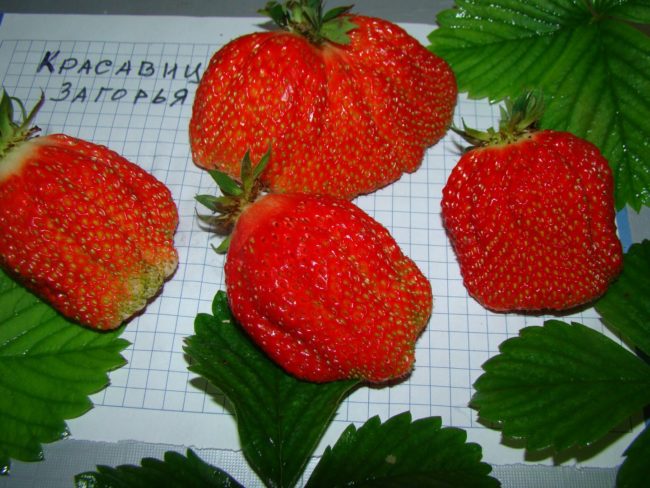 Крупные ягоды клубники сорта Красавица Загорья