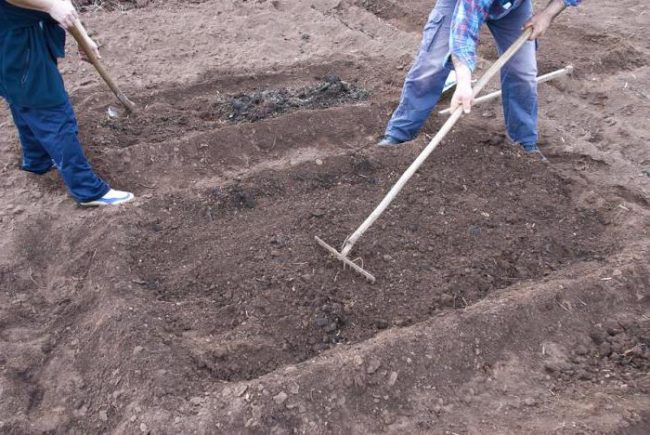 Грядка для посадки садовой клубники, выравнивание поверхности почвы граблями