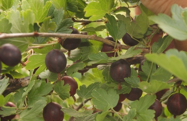Ветки крыжовника Командор и созревающие ягоды темно-коричневого оттенка