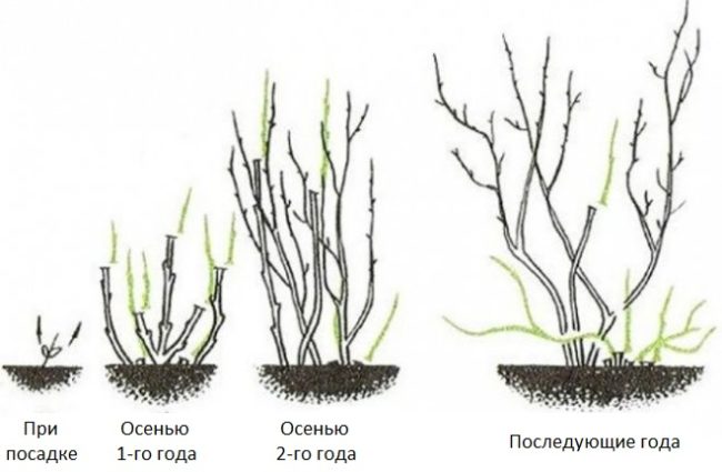 Схема формирования кроны крыжовника с посадки саженца до трехлетнего возраста