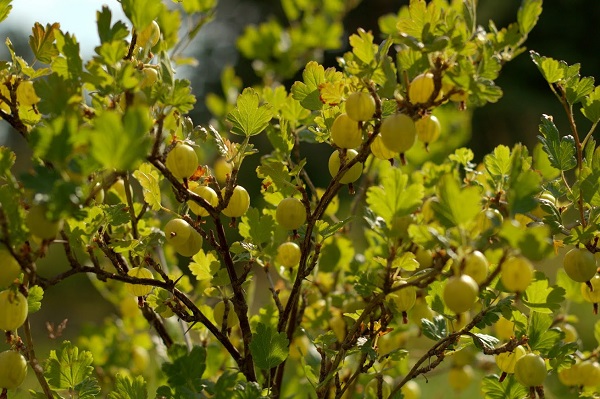 Рослый куст крыжовника сорта Янтарный в период зрелости плодов, длинные раскидистые ветки с ягодами овальной формы