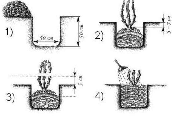 Схема посадки крыжовника: размеры лунки и размещение саженца относительно поверхности земли