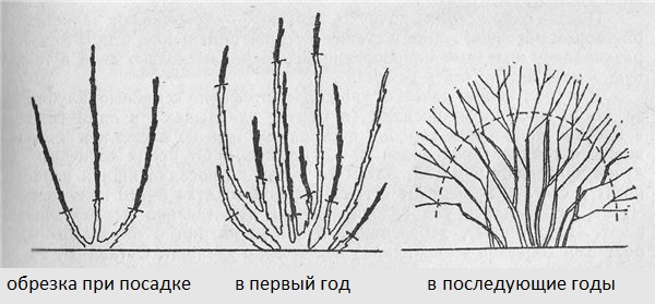 Схемы обрезки крыжовника во время посадки, в конце первого сезона и в последующие года жизни кустарника