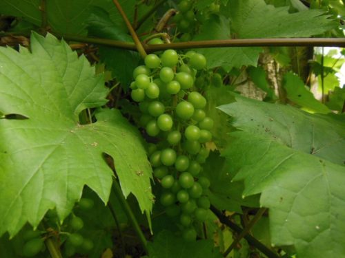 Ветка зелёного винограда в листьях
