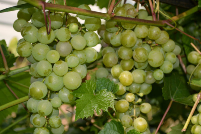 Кисти винограда с крупными зелеными ягодами 