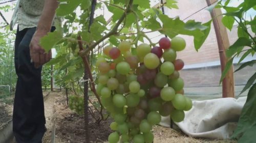Крупная гроздь винограда висит на ветке