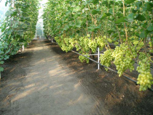 Грозди зеленого винограда на кустах в теплице