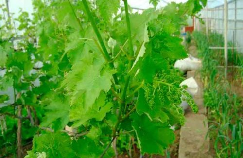 Зелёные кустарники винограда произрастают в теплице