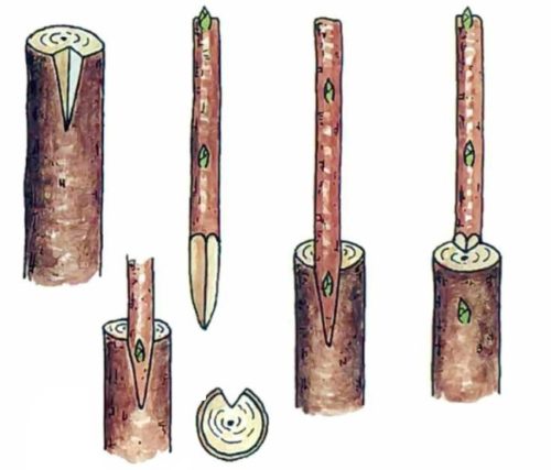 Схема прививки черешни в угловой срез при различных диаметрах подвоя и привоя