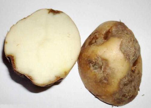 Разрезаннная на половинки картофелина с черными пятнами вследствие поражения альтернариозом