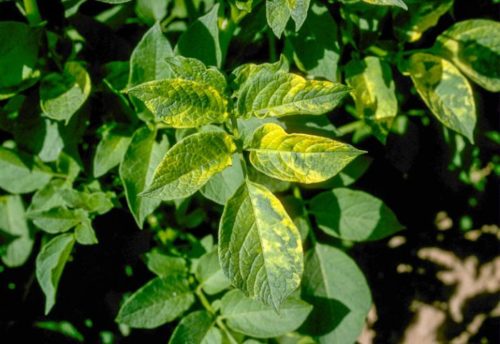 Листья инфицированного картофеля с желтыми пятнами