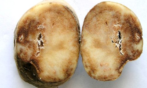 Разрезанная картофелина с признаками поражения фитофтрозом