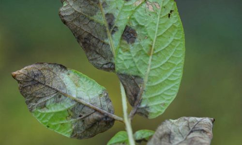 Листья столового картофеля с темными пятнами от заражения растения фитофторозом