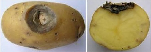 Признаки фомоза: палое пятно темного цвета на картофелине и разрез зараженного плода