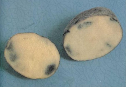 Темные пятна с размытым контуром на срезе картофеля вследствие калийного голодания