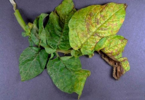 Признаки проявления вирусной морщинистой мозаики на листьях картофеля