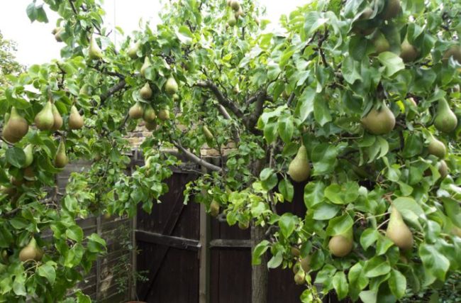 Взрослое дерево груши с плодами на ветках сорта Бере Арданпон