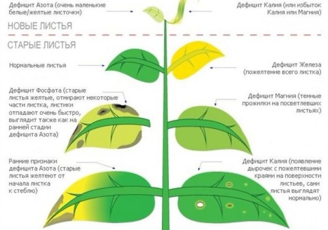 Изменение окраски листьев груши в зависимости от дефицита питательных элементов