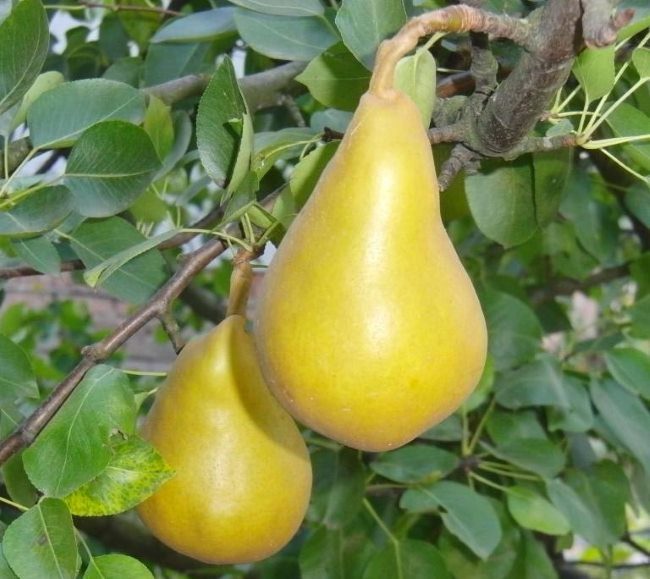 Внешний вид плодов груши сорта Гранд Чернозём