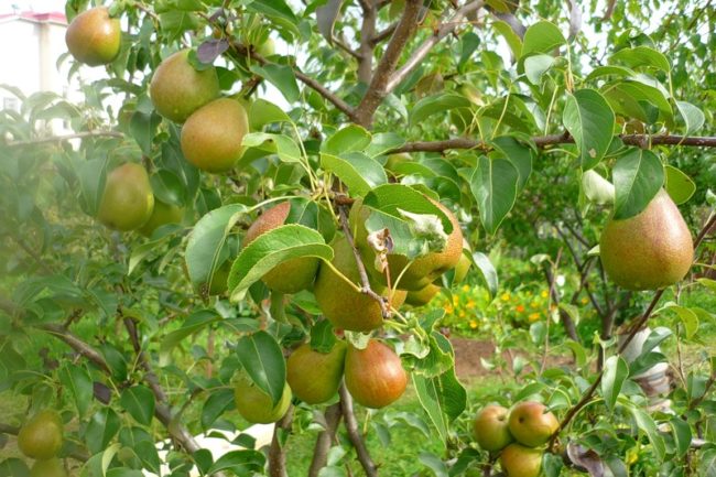 Спелые груши сорта Чижовская на ветках в период созревания плодв