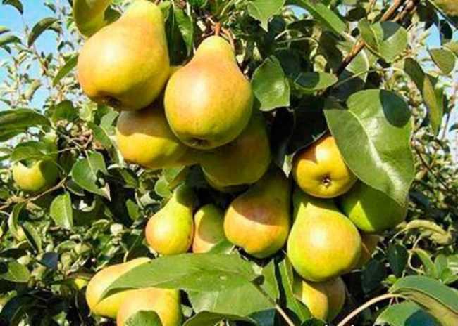 Плоды груши зеленовато-желтого цвета сорта Москвичка на ветках взрослого дерева