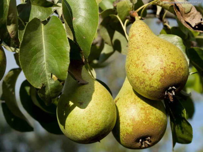 Зеленовато-коричневые плоды груши сорта Отечественная Крымской селекции