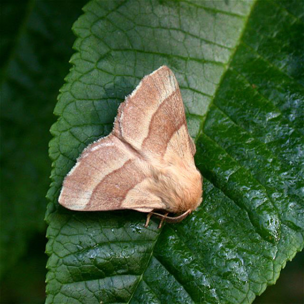 Бабочка кольчатого шелкопряда на листе груши