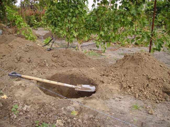 Подготовка посадочной ямы для деревца груши на Урале