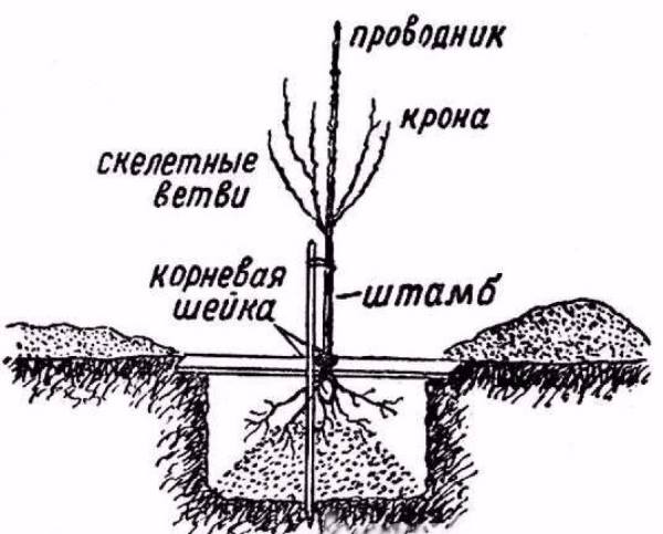 Схема посадки грушевого дерева в средней полосе России