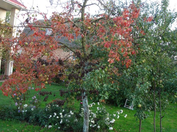 Деревце груши с покрасневшими летом листьями
