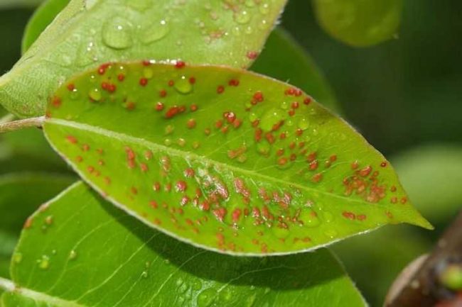 Зеленый лист груши с мелкими красными бугорками от галлового клеща