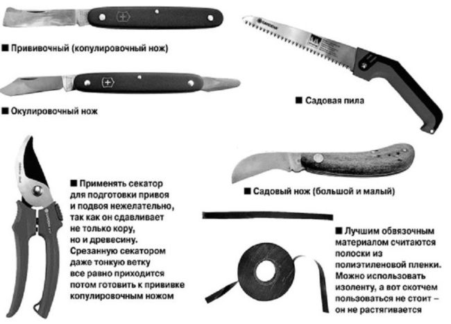 Садовая пила, секатор и различные ножи для выполнения прививки груши