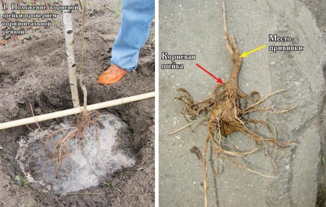 Месторасположение корневой шейки на саженце груши и места привики