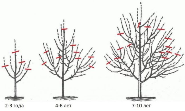 Схема обрезки груши в течении первых 10 лет жизни растения