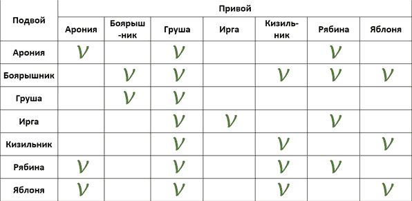 Таблица совместимости привоя груши с подвоем различных деревьев