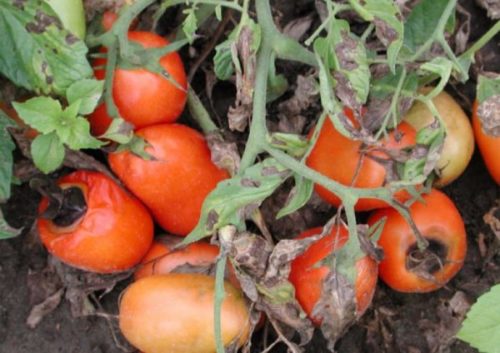 Плоды томата с признаками заражения альтернариозом